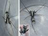 Castianeirinae inconnu